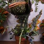 Massive Life-Sized Little Shop of Horrors Audrey II Prop Replica