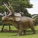 Massive Lifesize Charging Triceratops Dinosaur Statue