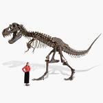 Massive Life-Sized Tyrannosaurus Rex Skeleton