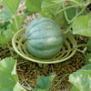 Melon and Squash Garden Cradles