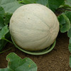 Melon and Squash Garden Cradles