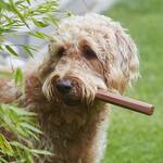 MiaCara Ramo - Minimalist Stick Dog Fetch Toy