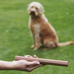 MiaCara Ramo - Minimalist Stick Dog Fetch Toy