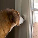 Mighty Paw Smart Bell 2.0 - Wireless Dog Doorbell
