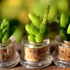 Mini Cactus Terrarium Keychains