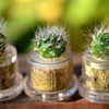 Mini Cactus Terrarium Keychains