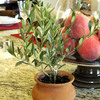 Mini European Olive Trees