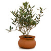 Mini European Olive Trees