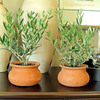 Mini European Olive Trees