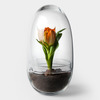 Miniature Grow Greenhouse