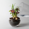 Miniature Grow Greenhouse