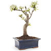 Miniature Pear Bonsai Tree