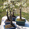 Miniature Pear Bonsai Tree