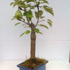 Miniature Pear Bonsai Tree