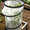 Miniature Pop-Up Tomato / Pepper Greenhouse