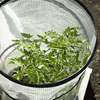 Miniature Pop-Up Tomato / Pepper Greenhouse