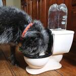 Miniature Toilet Dog Water Bowl
