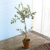 Miniature Tuscan Olive Tree