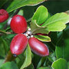 Miracle Berry Fruit Tablets - Make Sour Foods Taste Sweet