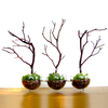 Modern Globe Manzanita Forest Moss Terrarium