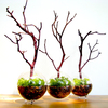 Modern Globe Manzanita Forest Moss Terrarium