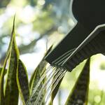 Hachiman-Kasei Garden Beetle - Modern Japanese Watering Can