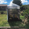 Monarch Butterfly Attracting Sanctuary
