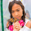 Monarch Butterfly Attracting Sanctuary