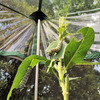 Monarch Butterfly Attracting Sanctuary