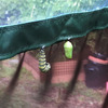 Monarch Butterfly Attracting Sanctuary