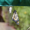 Monarch Butterfly Attracting Sanctuary