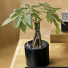 Money Tree Plant in Croc-Embossed Leather Pot