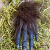 Monkey's Paw - Good For 3 Wishes!