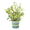 Mosquito Plant - Natural Insect Repellant