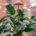 Mushroom Grow Lights