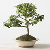 Natal Plum Bonsai Tree - Produces  Edible Fruit