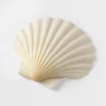 Natural Baking Seashells - Bake and Serve Right in the Shell