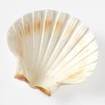 Natural Baking Seashells - Bake and Serve Right in the Shell