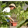 NatureMill Plus - Automatic Kitchen Composter