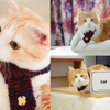 Neko Muffler - Knitted Cat Scarf