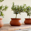 Olive Plant Topiary