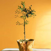 Organic Olive Tree Topiary in Root of the Earth Bowl
