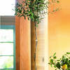 Organic Olive Tree Topiary in Root of the Earth Bowl