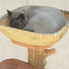 One Of A Kind Natural Cedar Cat Climbing Tree