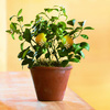Organic Dwarf Meyer Lemon Tree