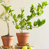 Organic Lime Topiary