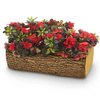 Pagoda Oak Planters