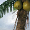 Palm Tree Hammock Stand with Cooling Mist Sprayers