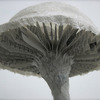 Paper Mache Mushroom Lamp