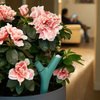 Parrot Flower Power - App-Controlled Smart Plant Monitor